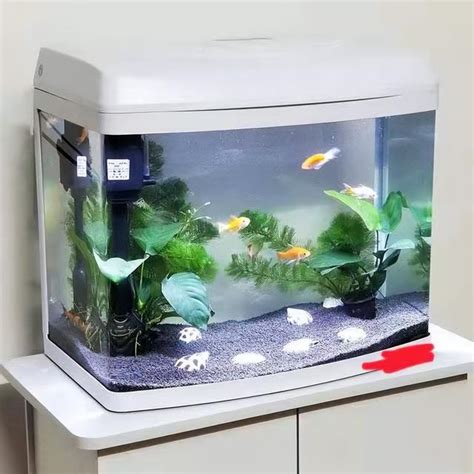 家裡適合養什麼魚|養魚能招財，10條最實用的養魚風水（你一定要知道）。